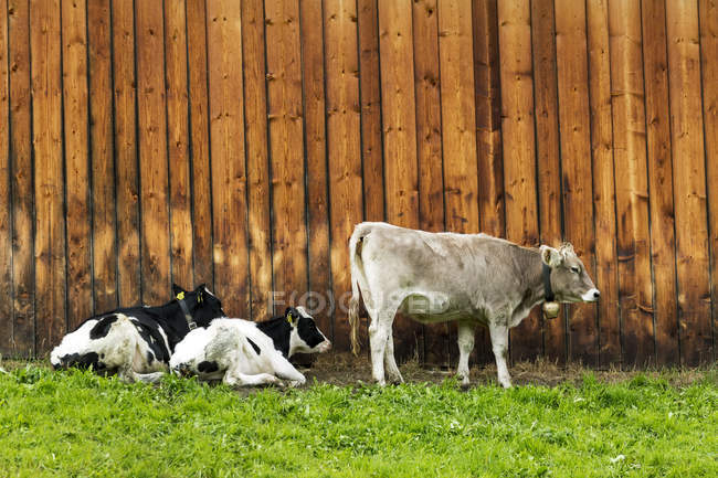 Скот вдоль деревянной стены амбара; Сан-Кандидо, Больцано, Италия — стоковое фото