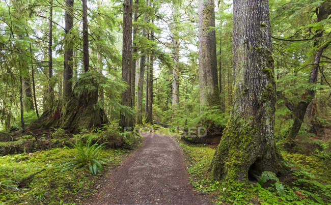 Golden Spruce Trail, Port Clement; Haida Gwaii, Columbia Británica, Canadá - foto de stock
