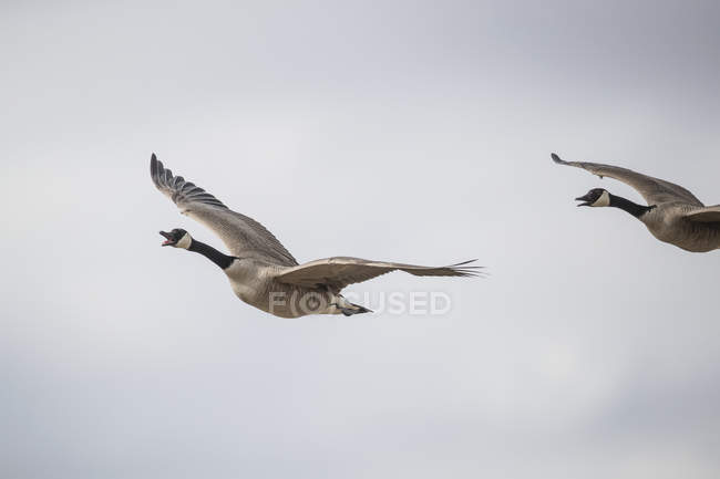 Gansos-canadenses voadores (Branta canadensis); Val Marie, Saskatchewan, Canadá — Fotografia de Stock