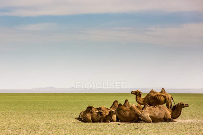 Camellos en el desierto de Gobi; Ulán Bator, Ulán Battar, Mongolia - foto de stock