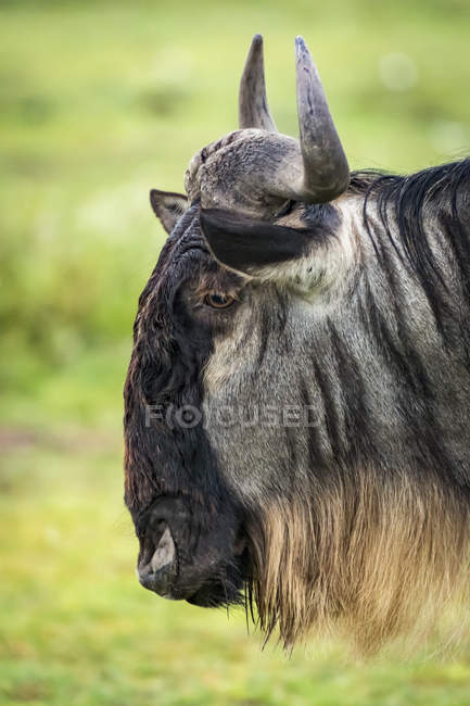 Закри білий бородатий гну (Connochaetes taurinus) голови і шиї, більш дерев'яний ящик Нгоронгоро; Танзанія — стокове фото