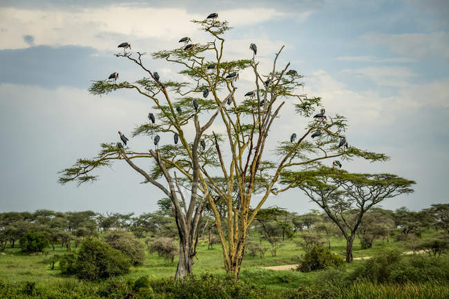 Rebanho de cegonhas-marabu (Leptoptilos crumenifer) empoleiradas em árvores, Parque Nacional Serengeti; Tanzânia — Fotografia de Stock