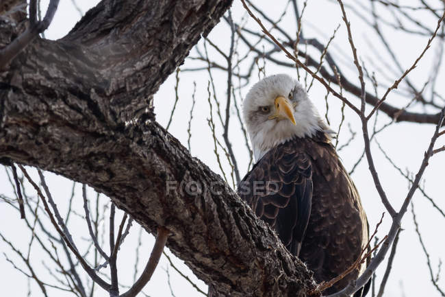 Bald eagle (Haliaeetus leucocephalus) sitting on a branch, Lower Klamath National  Wildlife Refuge; Tulelake, California, United States of America — beast,  backboned - Stock Photo | #196865282
