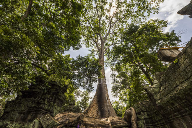 Wurzeln eines seidenen Baumwollbaums (ceiba pentadra), der über den Ruinen von ta prohm wächst; angkor, siem reap, Kambodscha — Stockfoto