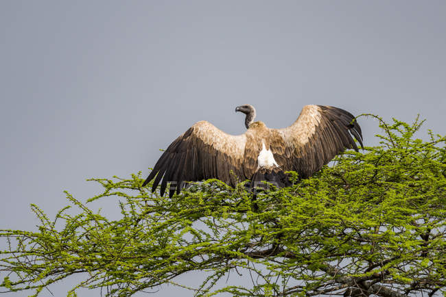 Стервятник с белой спиной (Gyps africanus) расправляет крылья в ветвях деревьев, Национальный парк Серенгети; Танзания — стоковое фото