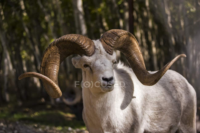 Dall Sheep ram (ovis dalli), пленник; Территория Юкон, Канада — стоковое фото