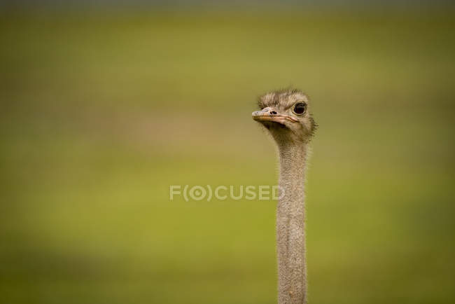 Cabeza de avestruz macho (Struthio camelus) contra prado herboso, cráter de Ngorongoro; Tanzania - foto de stock