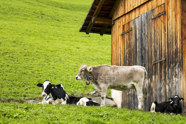 Bovinos em prado inclinado com celeiro de madeira; San Candido, Bolzano, Itália — Fotografia de Stock