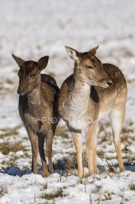 Червоний олень (олень elaphus) і лань (dama dama) стояв пліч-о-пліч у сніг; Лондон, Англія — стокове фото