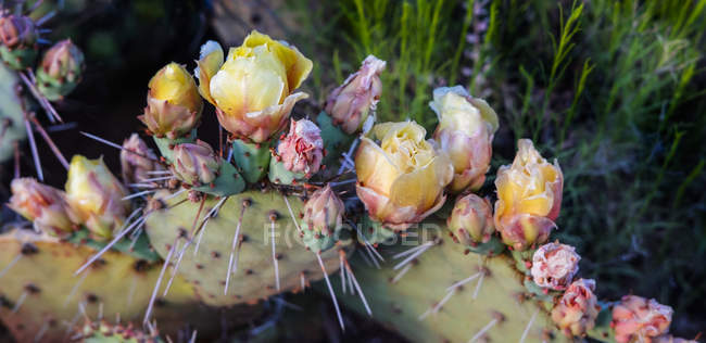 Fleurs fleurissant sur une plante de Prickly Pear Cactus (Opuntia violacca) à la fin du printemps ; Sedona, Arizona, États-Unis d'Amérique — Photo de stock