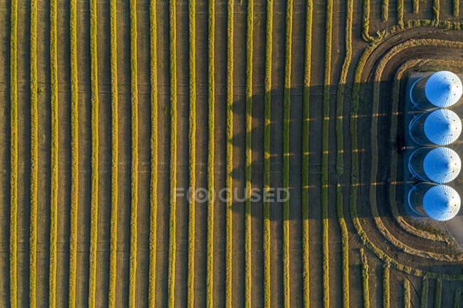 View from directly above of four large metal grain bins and canola harvest lines at sunset with long shadows; Alberta, Canada — Stock Photo