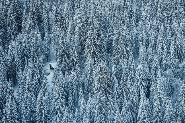 Una fitta foresta di conifere ricoperta di neve con una motoslitta parcheggiata in una piccola radura; Laax, Svizzera — Foto stock