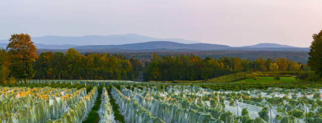 Vineyard with rows of Frontenac Gris and Frontenac Noir grapes growing and draped in a protective cloth at sunset; Shefford, Quebec, Canada — Stock Photo
