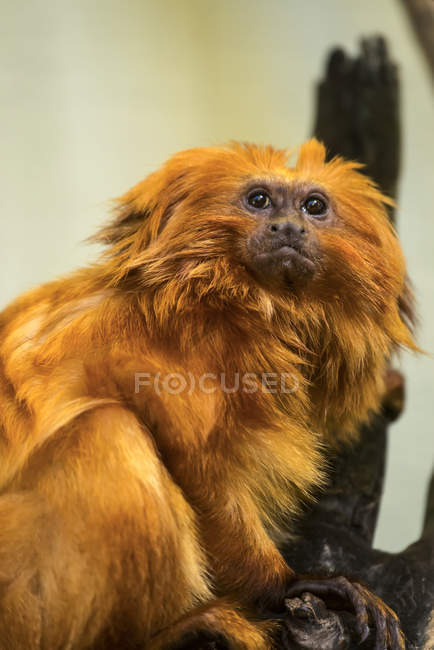 Golden Lion Tamarin ( Leontopithecus rosalia ) in captivity; California, United States of America — Stock Photo