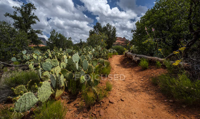A red rock trail surrounded by flowers, cactus plants and trees; Sedona, Arizona, United States of America — Stock Photo
