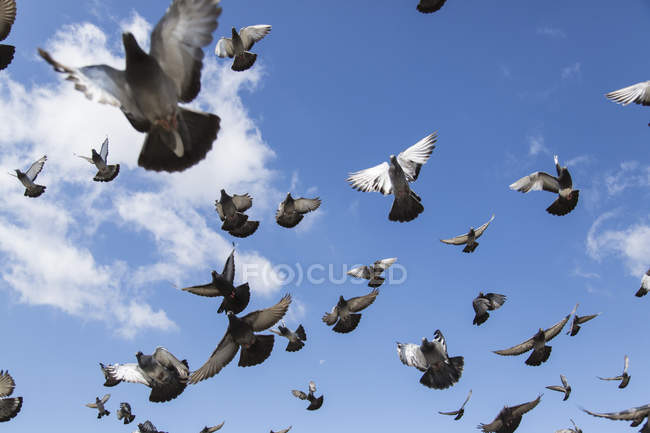 Uno stormo di piccioni in volo in un cielo blu; Ulaanbaatar, Ulaanbattar, Mongolia — Foto stock