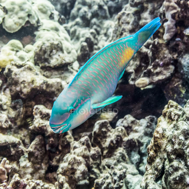Terminal male Bullethead Parrotfish ( Chlororus sordidus ) photographed while scuba diving the Kona Coast; Island of Hawaii, Hawaii, United States of America — Stock Photo