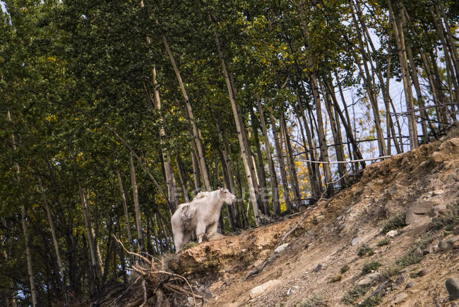 Горный козел (oreamnos americanus), пленник и стоящий на краю леса на склоне холма; Территория Юкон, Канада — стоковое фото