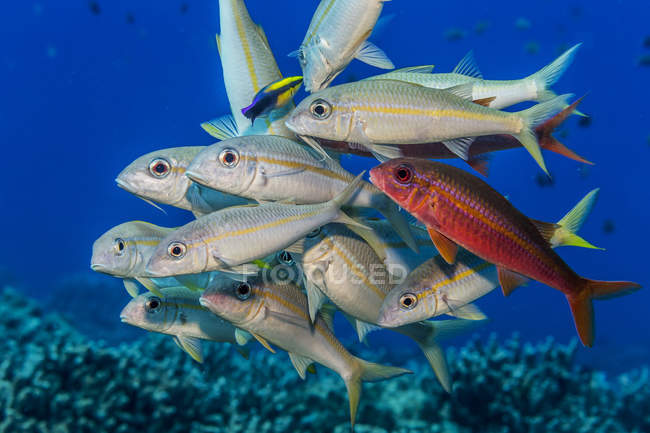 Yellowstripe and Yellowfin goatfish (Mulloidichthys flavolineatus and vanicolensis) gathered at a Hawaiian Cleaner Wrasse (Labroides phthirophagus) cleaning station; Island of Hawaii, Hawaii, United States of America — Stock Photo