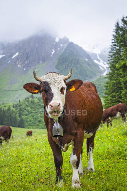 Cattle posing in a meadow of Val Montjoie with Aiguille de la Pennaz mountain  in the background; Alps, France — Stock Photo