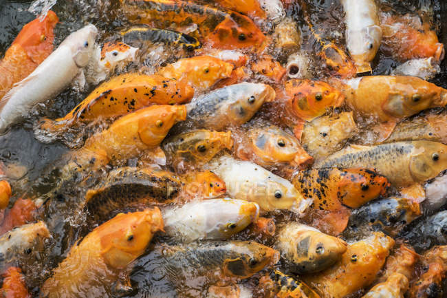 Abondance de poissons koï dans un étang ; Hue, Thua Thien-Hue, Vietnam — Photo de stock