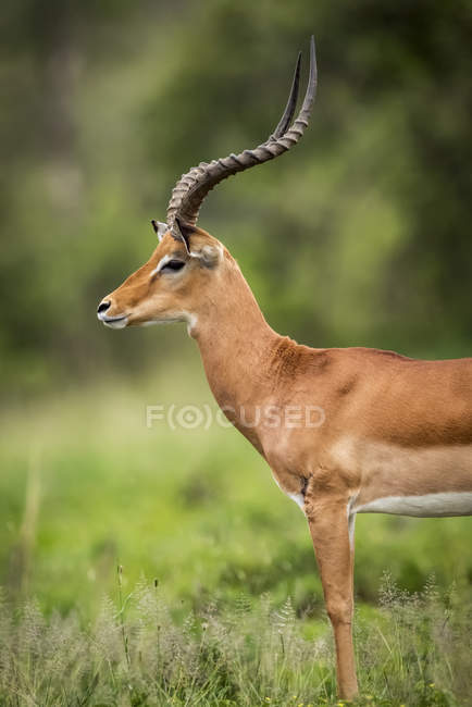 Primo piano dell'impala maschile (Aepyceros melampu) di profilo, Parco nazionale del Serengeti; Tanzania — Foto stock