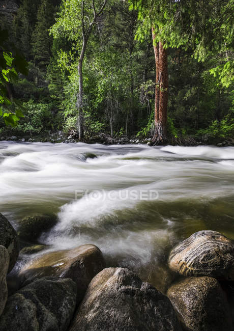 Surface view of wet rocks and water flowing in Leigh Creek, nestled among the pines at the bottom of Leigh Canyon, Big Horn National Forest; Wyoming, USA — Stock Photo