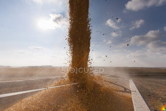 Mais ergießt sich während der Maisernte in einen Getreidewagen; Minnesota, Vereinigte Staaten von Amerika — Stockfoto