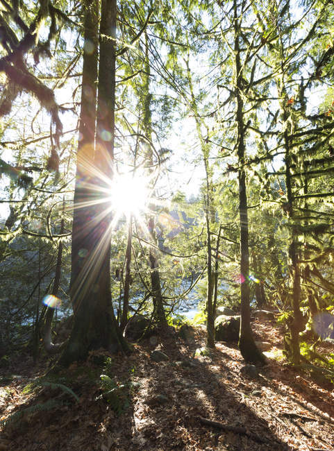 Sunburst through the forest in Lynn Valley Canyon, North Vancouver; Vancouver, British Columbia, Canada — Stock Photo