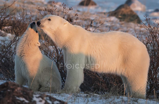 Мать и детеныш белых медведей (Ursus maritimus) разделяют нежный момент; Черчилль, Манитоба, Канада — стоковое фото