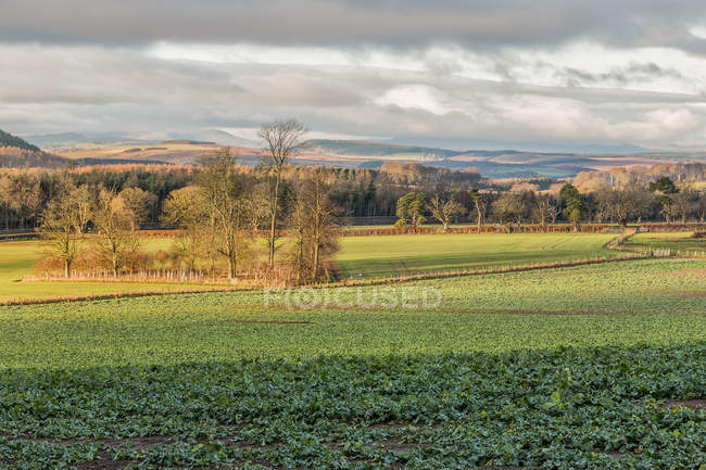 Regardant au-delà d'un champ de choux jusqu'aux collines lointaines de Cheviot ; Northumberland, Angleterre — Photo de stock