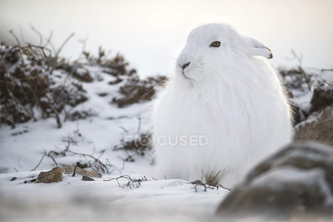 Arktischer Hase (lepus arcticus) im Schnee; churchill, manitoba, canada — Stockfoto