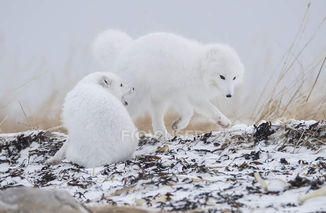Arctic foxes ( Vulpes lagopus ) playing around in the snow on the shores of Hudson Bay; Churchill, Manitoba, Canada — Stock Photo