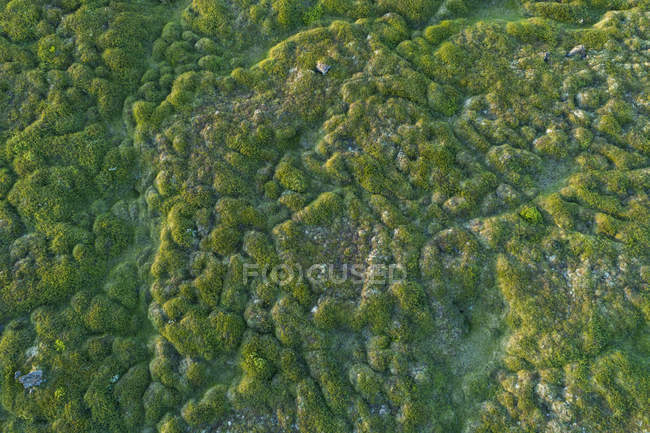 Looking down onto the tundra in Northern Iceland from a drone; Iceland — Stock Photo