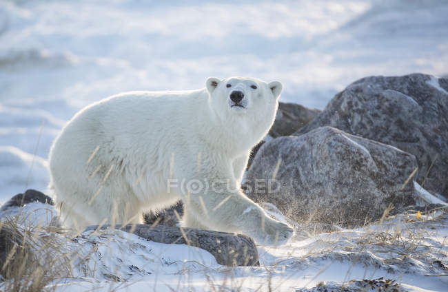 Urso polar (Ursus maritimus) na neve iluminada pelo sol nascente; Churchill, Manitoba, Canadá — Fotografia de Stock