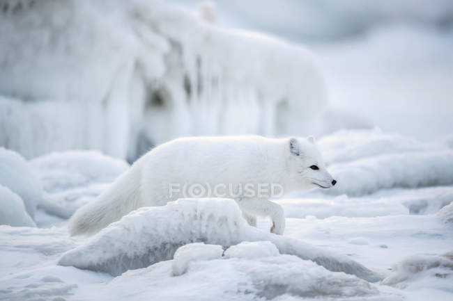 Песець (Лисиця lagopus) проходячи через шматки льоду на Гудзонової затоки; Черчілль, Манітоба, Канада — стокове фото