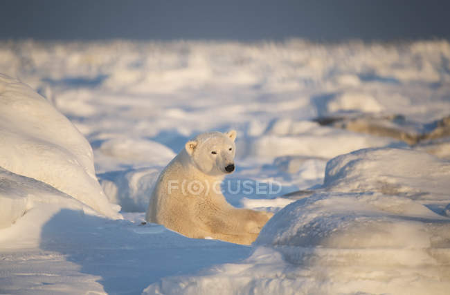 Polar bear ( Ursus maritimus ) sitting in the snow at sunset looking back towards the camera; Churchill, Manitoba, Canada — Stock Photo