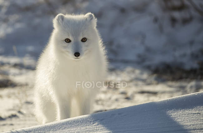 Polarfuchs (vulpes lagopus) im Schnee; churchill, manitoba, canada — Stockfoto