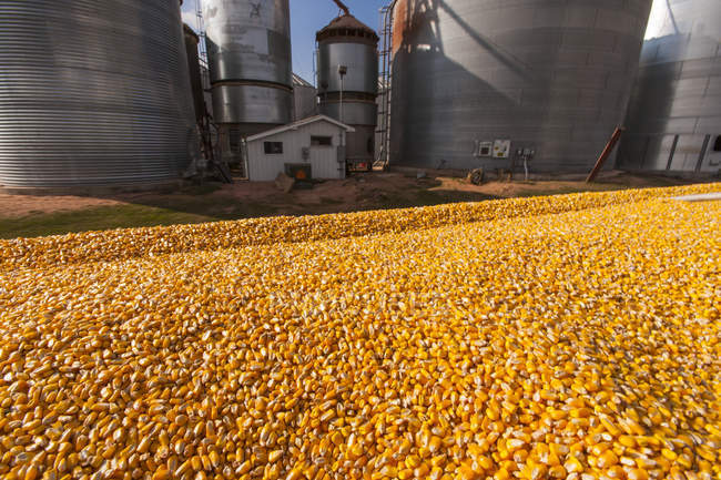 Grano camion caricato con mais a grano essiccatore e bin complesso durante la raccolta del mais, vicino a Nerstrand; Minnesota, Stati Uniti d'America — Foto stock