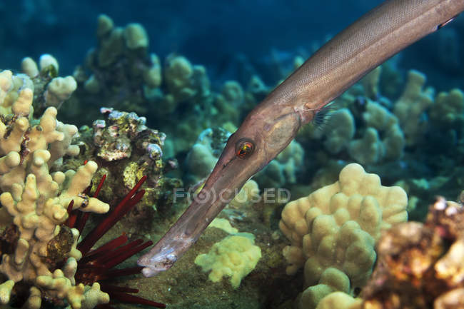 Gros plan d'un poisson trompette (Aulostomidae) ; Maui, Hawaï, États-Unis d'Amérique — Photo de stock
