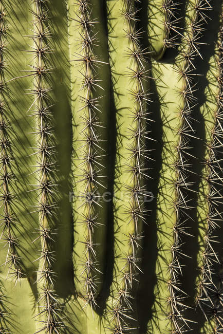Las espinas muy afiladas y espinosas de un cactus Saguaro (Carnegiea gigantea); Arizona, Estados Unidos de América - foto de stock