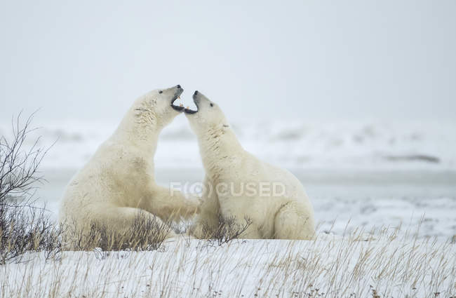 Polar bears (Ursus maritimus) 'chawing' each other during their play sparring; Churchill, Manitoba, Canada — стоковое фото