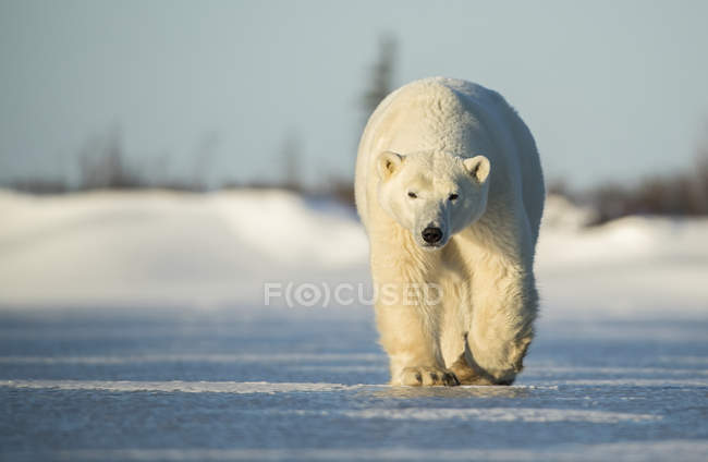 Orso polare (Ursus maritimus) che cammina sul ghiaccio; Churchill, Manitoba, Canada — Foto stock
