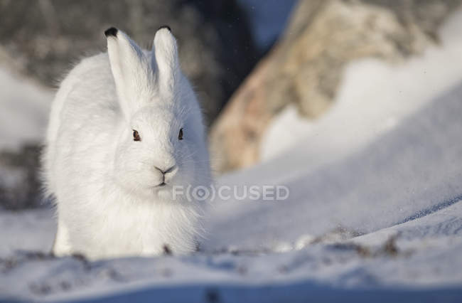 Arktischer Hase (lepus arcticus) im Schnee; churchill, manitoba, canada — Stockfoto