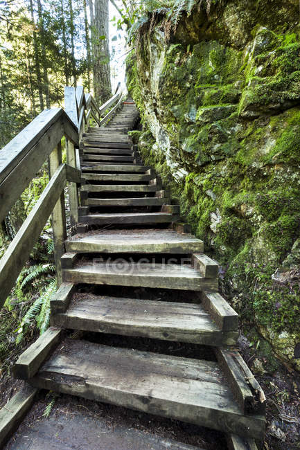 Passos de madeira que levam até a floresta em Lynn Valley Canyon, North Vancouver; Vancouver, British Columbia, Canadá — Fotografia de Stock