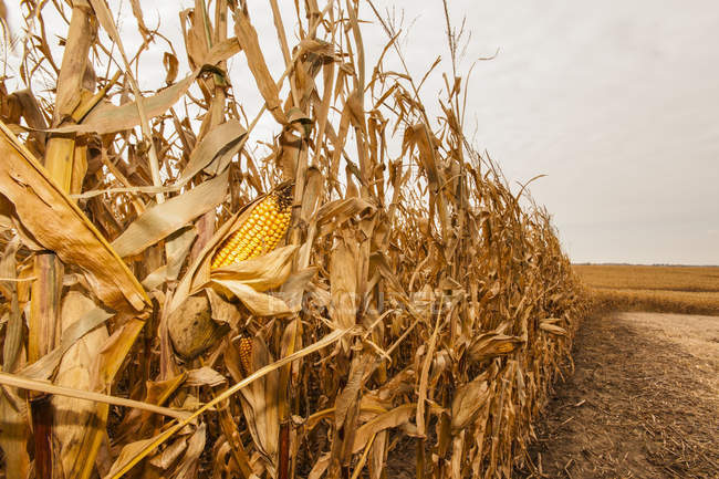 Orelha de milho em uma planta em um campo de milho pronto para a colheita, perto de Nerstrand; Minnesota, Estados Unidos da América — Fotografia de Stock