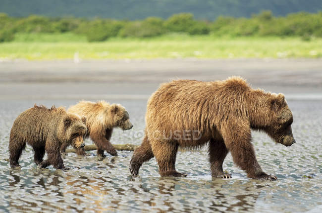 A sow brown bear ( Ursus Americans ) teaches her cubs how to dig for clams at Hallo Bay, Katmai National Park; Homer, Alaska, United States of America — Stock Photo