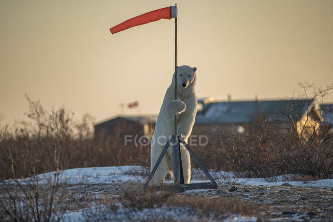 Oso polar (Ursus maritimes) de pie sosteniéndose sobre un calcetín de viento; Churchill, Manitoba, Canadá - foto de stock