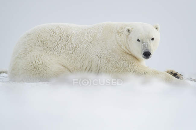 Urso polar (Ursus maritimus) deitado na neve; Churchill, Manitoba, Canadá — Fotografia de Stock