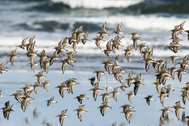 A Dunlin ( Calidris alpina ) flock flies along the beach during migration; Hammond, Oregon, United States of America — Stock Photo